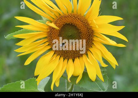 Sonnenblumen Stockfoto