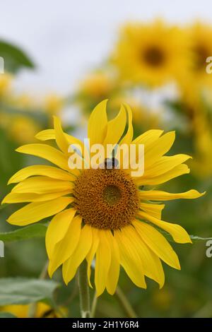 Sonnenblumen Stockfoto