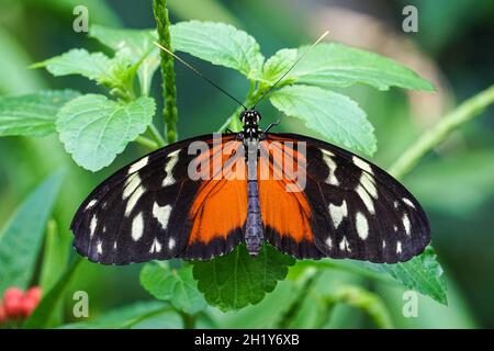 Nahaufnahme des langflügeligen Schmetterlings des Tigers, Heliconius hecale Stockfoto