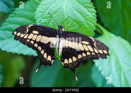 Nahaufnahme des Königs-Schwalbenschwanzschmetterlings Papilio thoas Stockfoto