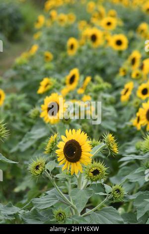 Sonnenblumen Stockfoto