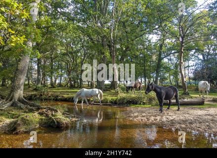 Wildpferde, die im New Forest in Hampshire, England, unterwegs sind Stockfoto