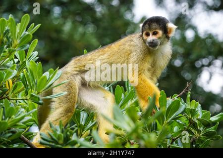 Schwarzer Eichhörnchen-Affe auf einem Baum Stockfoto