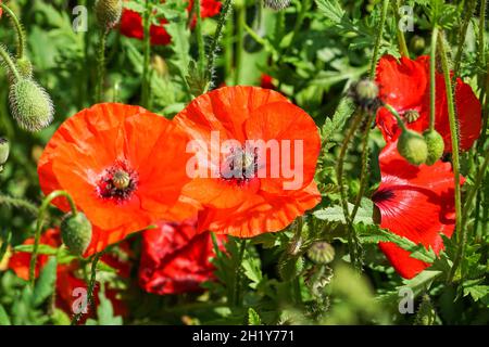 Wilde rote Mohnblumen auf der Wiese Stockfoto
