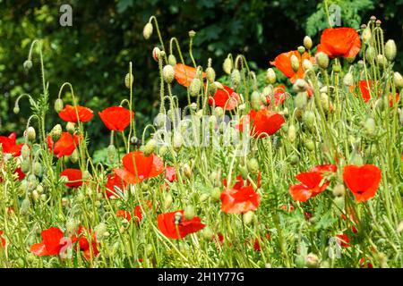 Wilde rote Mohnblumen auf der Wiese Stockfoto