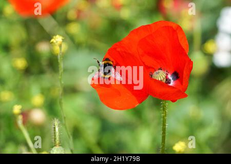 Hummel auf rotem Mohn auf der Wiese, Bombus terrestris Hummel Stockfoto