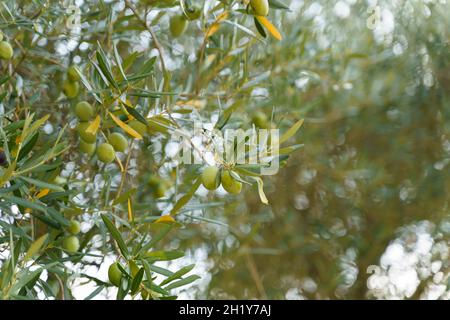 Olivenzweig mit grünen Blättern und grünen Oliven wachsen auf dem Baum. Stockfoto