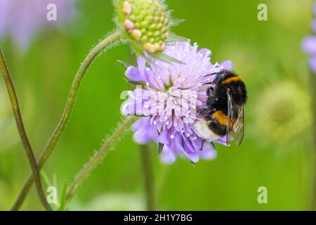 Hummel auf lila Blume auf der Wiese, Bombus terrestris Hummel Stockfoto