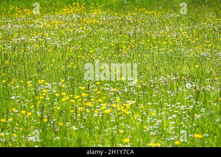 Blühende Wildblumen auf grüner Wiese Stockfoto