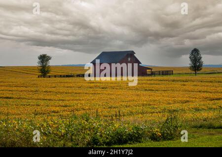 USA West Virginia WV ländliche Farm und Scheune in Charles Town mit einer Ernte von Sojabohnen im Herbst Herbst Regensturm Sturmwolken Stockfoto