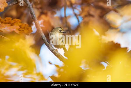 Goldwappen zwischen den schönen Herbstblättern, wilde Natur Stockfoto