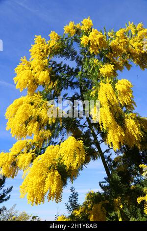 FRANKREICH VAR (83) TANNERON REGION, MIMOSA BLÜHT Stockfoto