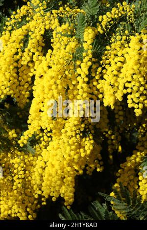 FRANKREICH VAR (83) TANNERON REGION, MIMOSA BLÜHT Stockfoto