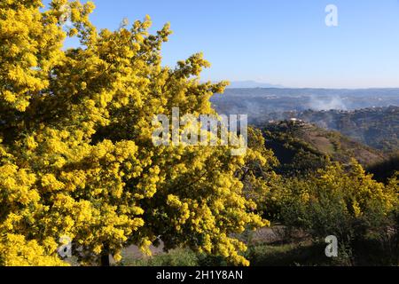 FRANKREICH VAR (83) TANNERON REGION, MIMOSA BLÜHT Stockfoto