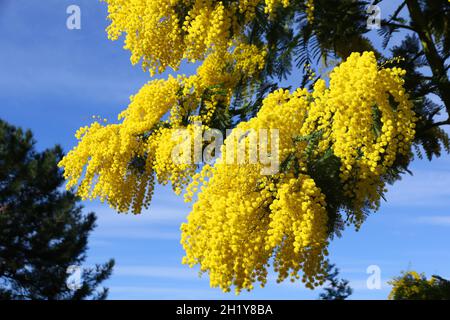 FRANKREICH VAR (83) TANNERON REGION, MIMOSA BLÜHT Stockfoto