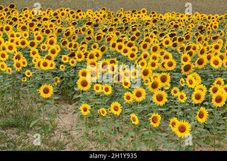 FRANKREICH. AUDE (11) MONTOLIEU. SONNENBLUMEN, FELD Stockfoto