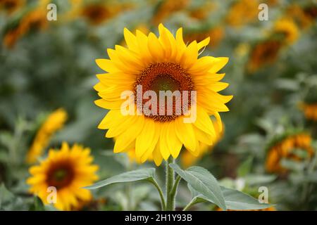 FRANKREICH. AUDE (11) MONTOLIEU. SONNENBLUMEN, FELD Stockfoto