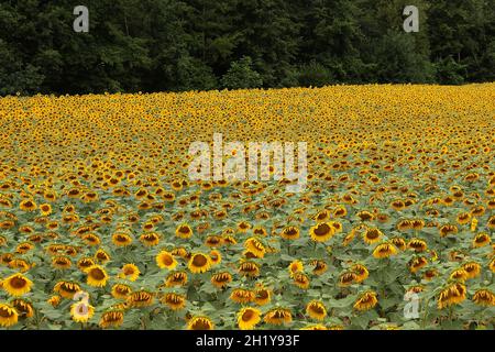 FRANKREICH. AUDE (11) MONTOLIEU. SONNENBLUMEN, FELD Stockfoto