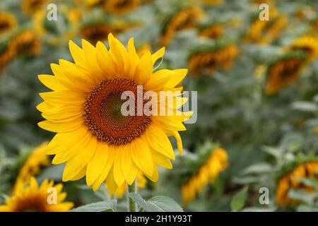 FRANKREICH. AUDE (11) MONTOLIEU. SONNENBLUMEN, FELD Stockfoto