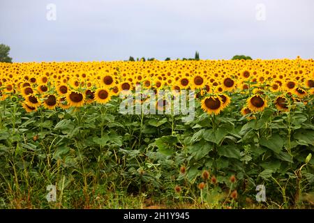 FRANKREICH. AUDE (11) MONTOLIEU. SONNENBLUMEN, FELD Stockfoto