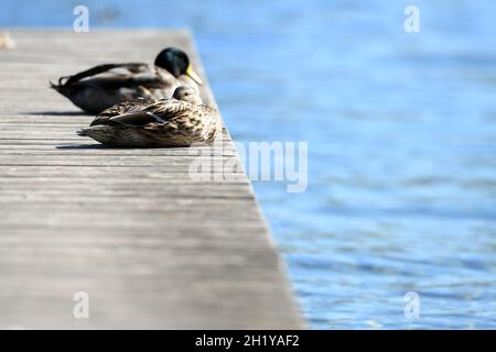 Herbststimmung in Altmünster am Traunsee (Gmunden, Salzkammergut, Oberösterreich) - Herbststimmung in Altmünster am Traunsee (Gmunden, Salzkammergut, Upp Stockfoto