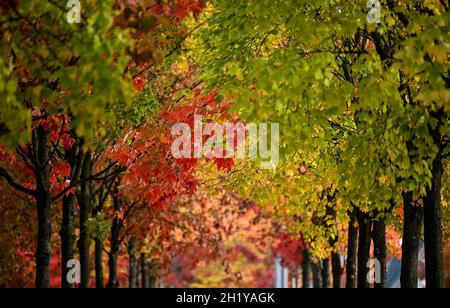 Berlin, Deutschland. Oktober 2021. Im Regierungsviertel hängen bunte Blätter von Bäumen. Kredit: Britta Pedersen/dpa-Zentralbild/dpa/Alamy Live Nachrichten Stockfoto