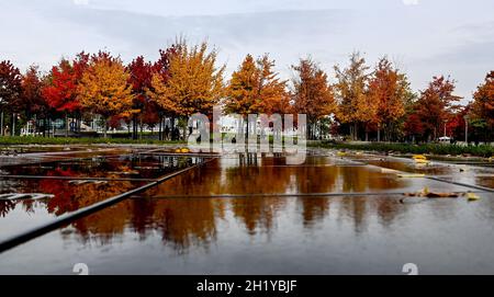 Berlin, Deutschland. Oktober 2021. Im Regierungsviertel hängen bunte Blätter von Bäumen. Kredit: Britta Pedersen/dpa-Zentralbild/dpa/Alamy Live Nachrichten Stockfoto