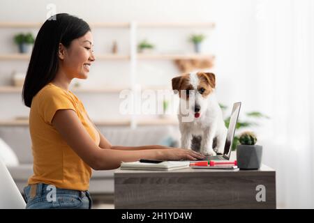 Seitenansicht der japanischen Dame, die zu Hause im Internet surft Stockfoto