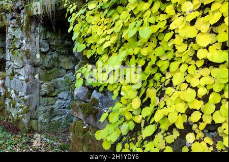 Kletterhortensie (Hydrangea petiolaris) in Herbstfarben gegen alte Steinwände Stockfoto