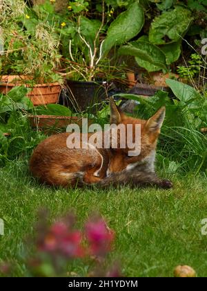 Ein Fuchs besucht einen Wohngarten in Londons Vororten und nimmt sich Zeit, sich auszuruhen, um zu Juckreiz zu neigen. Stockfoto