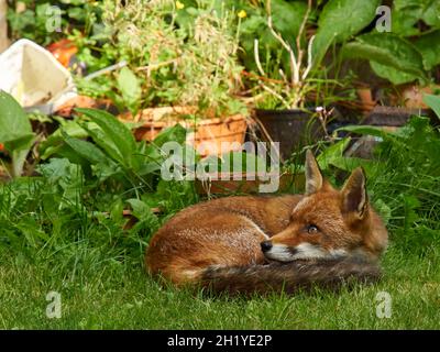 Ein Fuchs besucht einen Wohngarten in Londons Vororten, erschreckt wach von seiner schattigen Ruhe durch einen Lärm in der Nähe. Stockfoto