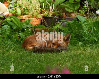 Ein Fuchs besucht einen Wohngarten in Londons Vororten und ruht sich im Schatten aus (allerdings mit einem Auge offen, um den Fotografen zu beobachten!). Stockfoto