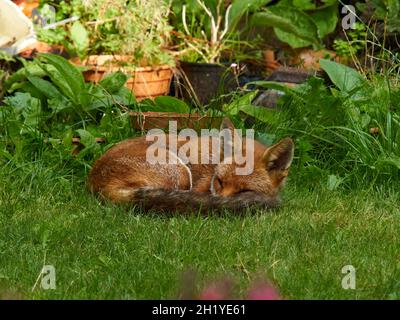 Ein Fuchs besucht einen Wohngarten in Londons Vororten und rollt sich zum Schlafen an einem schattigen Platz auf dem Rasen, geschützt vor der Sonne im Grünen. Stockfoto