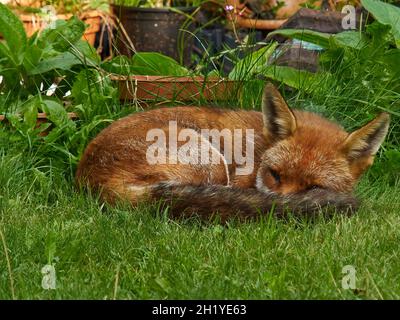 Ein Fuchs besucht einen Wohngarten in Londons Vororten und ruht sich im Schatten aus (allerdings mit einem Auge offen, um den Fotografen zu beobachten!). Stockfoto