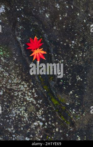 Herbstfarben. Korean Maple (Acer pseudosieboldianum) Blätter auf dunkler Felsoberfläche. Stockfoto