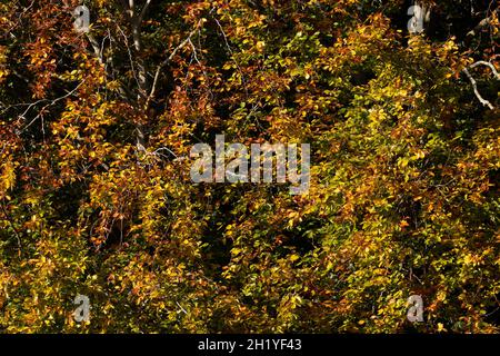 Die Blätter des Buchenbaums werden goldgelb und braun, wenn der Baum im Herbst in die Seneszenz geht. Der Baum zieht Nährstoffe und Chlorophyll zurück Stockfoto
