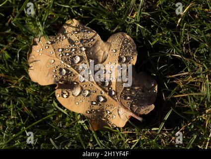 An einem hellen, aber kühlen Herbstmorgen bilden sich auf einem gefallenen Eichenblatt Tautropfen. Der Herbst ist eine Saison der Farbe und des Wandels. Stockfoto