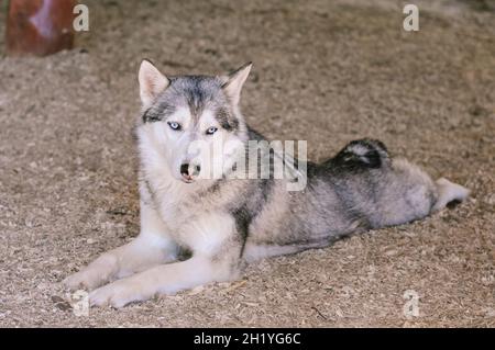 Ein weißgrauer Husky-Hund mit blauen Augen liegt im Schatten im Sägemehl auf dem Boden Stockfoto