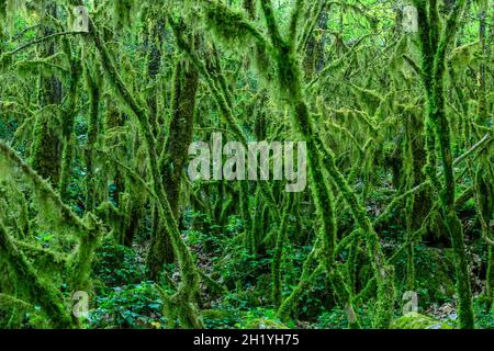 Frankreich, Ardeche, Parc naturel regional des Monts d'Ardeche (regionaler Naturpark Monts d'Ardeche), Berrias et Casteljau, Bois de Paiolive, Undergrowt Stockfoto