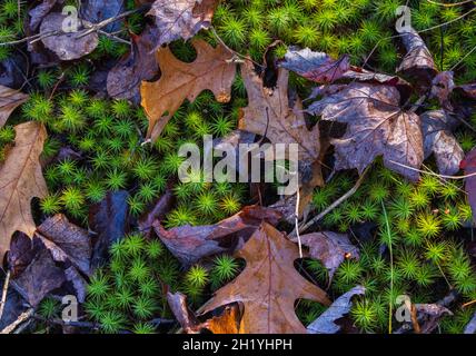 Hair-Cap Moos wächst in einem nördlichen Wisconsin Wald. Stockfoto