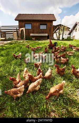 Free-Sortiment Bio Hühner Stockfoto