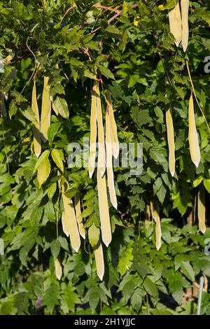 Blaue, Frucht, Früchte, Schoten, Chinesischer Blauregen, Chinesische Wisteria, Wisterie, Glyzin, Glyzinie, Glycin, Glycinie, Wisteria sinensis, Stockfoto