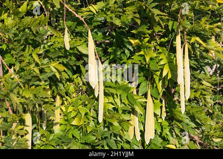 Blaue, Frucht, Früchte, Schoten, Chinesischer Blauregen, Chinesische Wisteria, Wisterie, Glyzin, Glyzinie, Glycin, Glycinie, Wisteria sinensis, Stockfoto