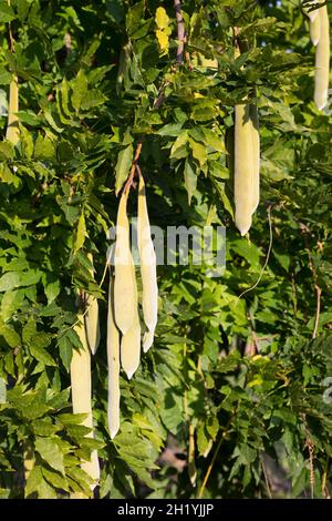 Blaue, Frucht, Früchte, Schoten, Chinesischer Blauregen, Chinesische Wisteria, Wisterie, Glyzin, Glyzinie, Glycin, Glycinie, Wisteria sinensis, Stockfoto