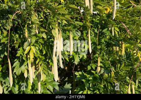 Blaue, Frucht, Früchte, Schoten, Chinesischer Blauregen, Chinesische Wisteria, Wisterie, Glyzin, Glyzinie, Glycin, Glycinie, Wisteria sinensis, Stockfoto