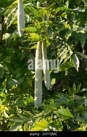 Blaue, Frucht, Früchte, Schoten, Chinesischer Blauregen, Chinesische Wisteria, Wisterie, Glyzin, Glyzinie, Glycin, Glycinie, Wisteria sinensis, Stockfoto