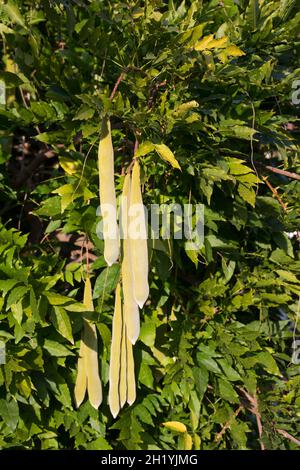 Blaue, Frucht, Früchte, Schoten, Chinesischer Blauregen, Chinesische Wisteria, Wisterie, Glyzin, Glyzinie, Glycin, Glycinie, Wisteria sinensis, Stockfoto