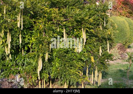 Blaue, Frucht, Früchte, Schoten, Chinesischer Blauregen, Chinesische Wisteria, Wisterie, Glyzin, Glyzinie, Glycin, Glycinie, Wisteria sinensis, Stockfoto