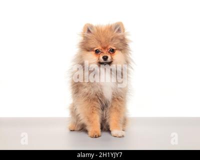 Pommersche spitze. Porträt eines sitzenden pommerschen spitzes isoliert auf Weiß. Kleiner roter Hund sitzt auf grauem Tisch und isoliert vor weißem Hintergrund Stockfoto