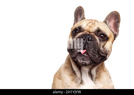 Lustige französische Bulldogge isoliert vor weißem Hintergrund und kleben ihre Zunge. Stockfoto